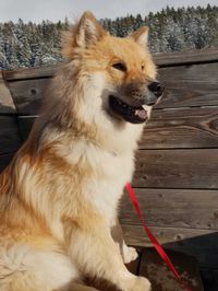 Ellek