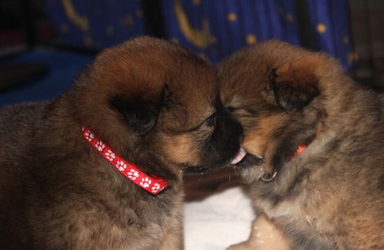 Die Schwester ablecken, da schmeckt die Milch noch besser