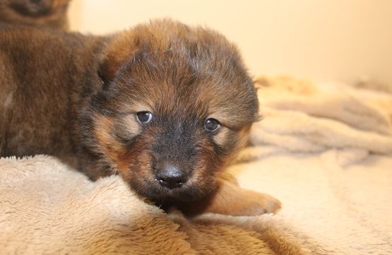 Oskar
