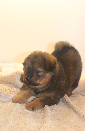Oskar