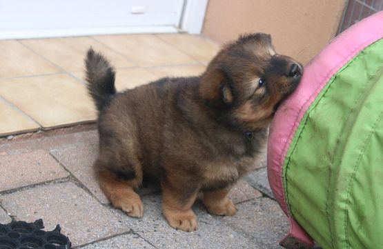 Oscar