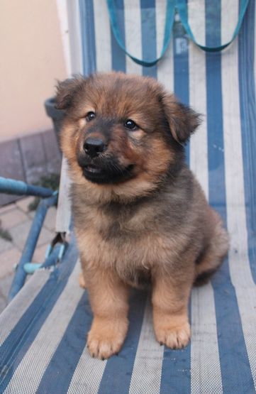 Oscar