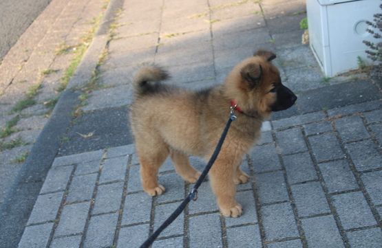 Oorja- Wilma